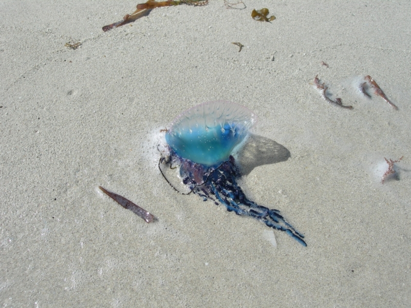 Экономное руководство - 2 (февраль 2016)