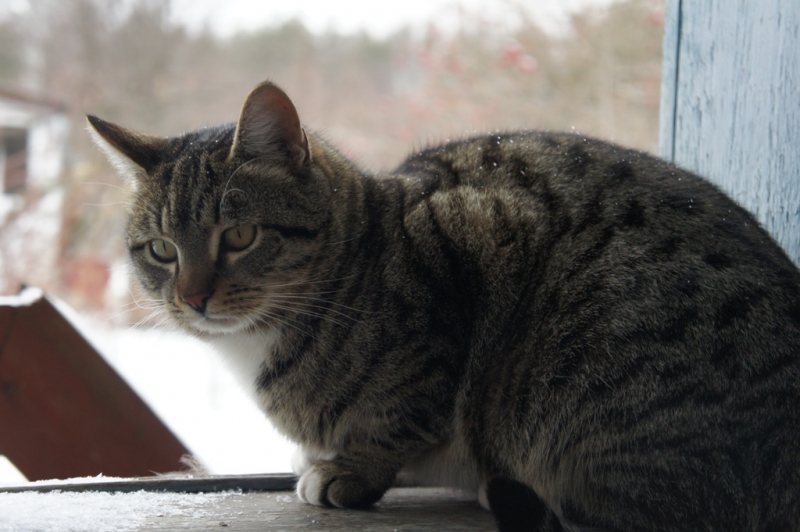 Поговорим о кошках38