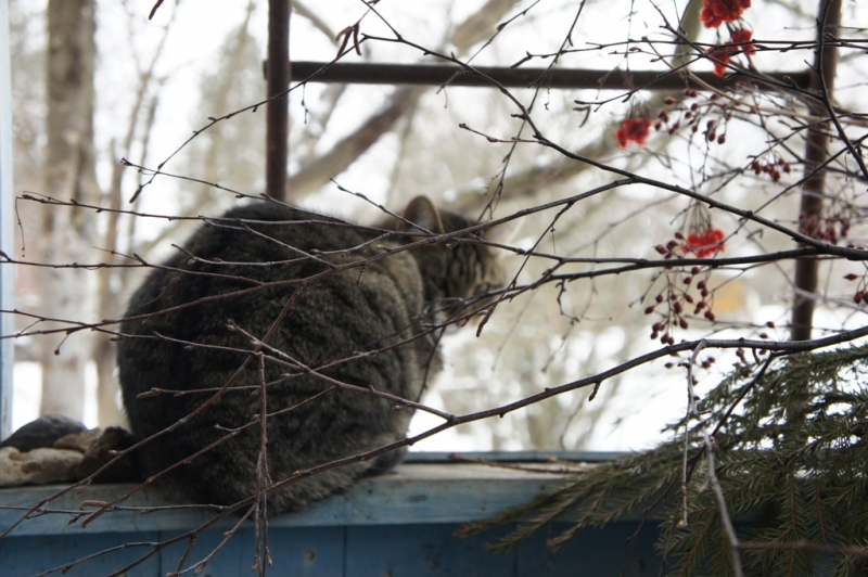 Поговорим о кошках38