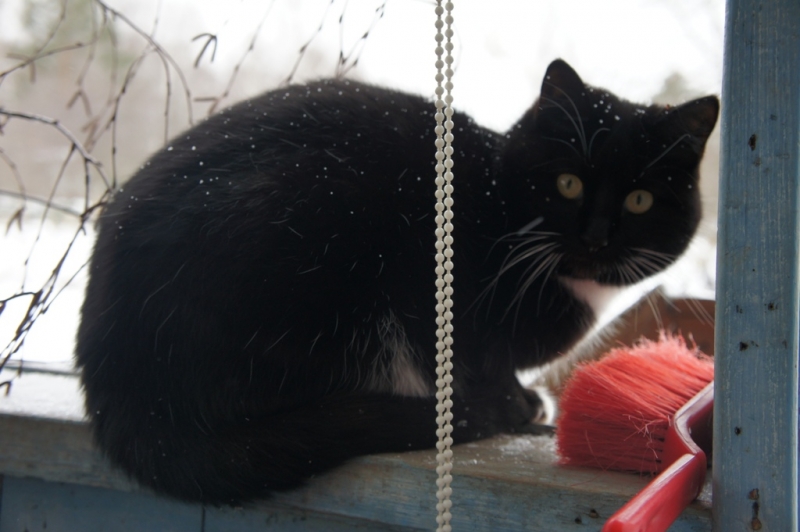 Поговорим о кошках38