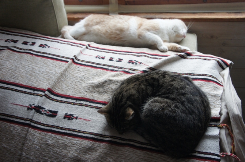 Поговорим о кошках38