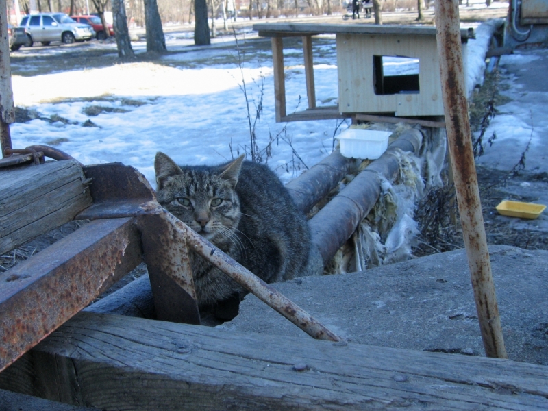 Поговорим о кошках38