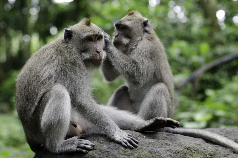Ассоциации и фотовпечатления: Бали и капелька Ломбока