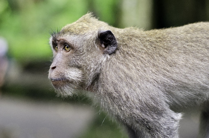 Ассоциации и фотовпечатления: Бали и капелька Ломбока