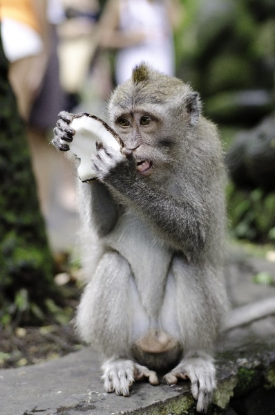 Ассоциации и фотовпечатления: Бали и капелька Ломбока