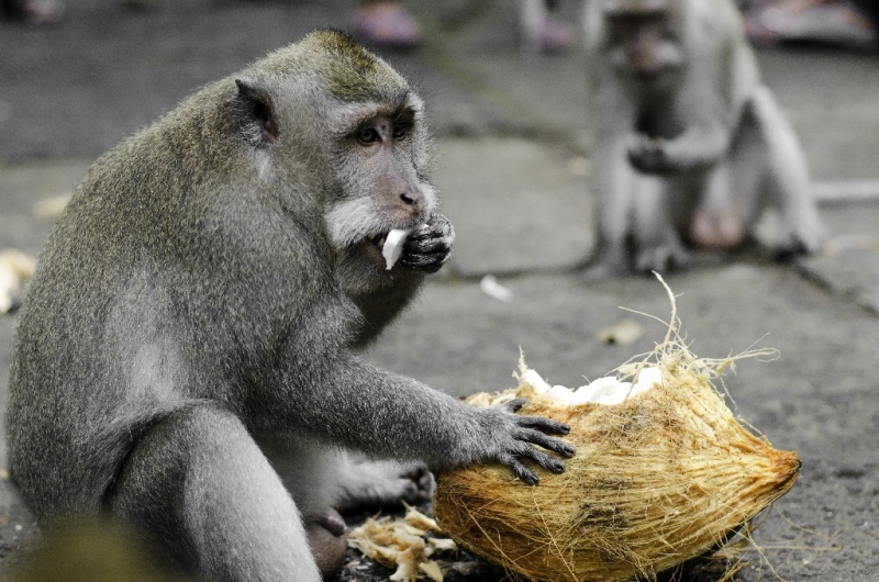 Ассоциации и фотовпечатления: Бали и капелька Ломбока