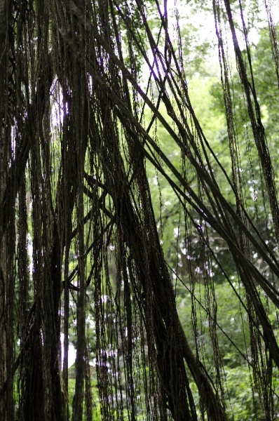 Ассоциации и фотовпечатления: Бали и капелька Ломбока