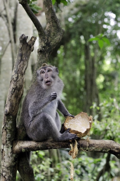 Ассоциации и фотовпечатления: Бали и капелька Ломбока