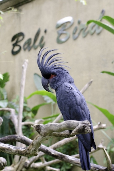 Ассоциации и фотовпечатления: Бали и капелька Ломбока