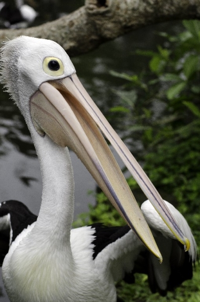 Ассоциации и фотовпечатления: Бали и капелька Ломбока