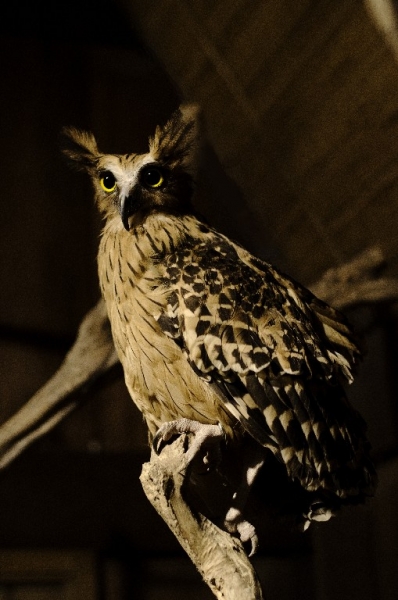 Ассоциации и фотовпечатления: Бали и капелька Ломбока