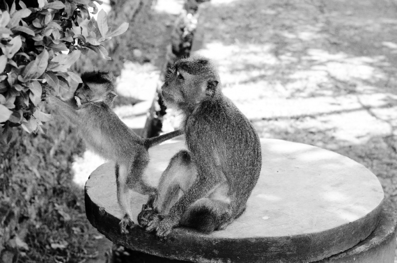 Ассоциации и фотовпечатления: Бали и капелька Ломбока