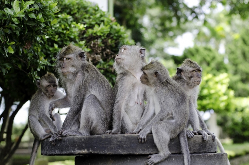 Ассоциации и фотовпечатления: Бали и капелька Ломбока