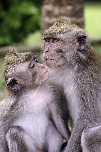 Ассоциации и фотовпечатления: Бали и капелька Ломбока