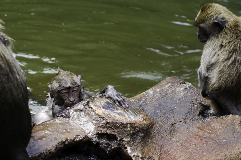 Ассоциации и фотовпечатления: Бали и капелька Ломбока