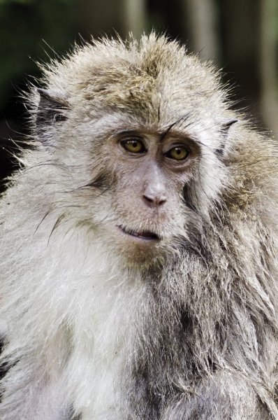 Ассоциации и фотовпечатления: Бали и капелька Ломбока