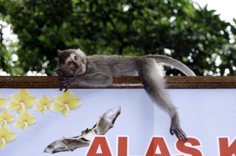 Ассоциации и фотовпечатления: Бали и капелька Ломбока