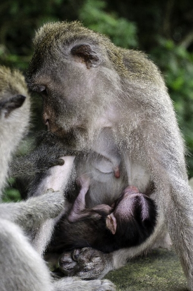Ассоциации и фотовпечатления: Бали и капелька Ломбока