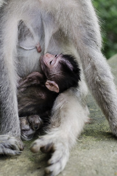 Ассоциации и фотовпечатления: Бали и капелька Ломбока