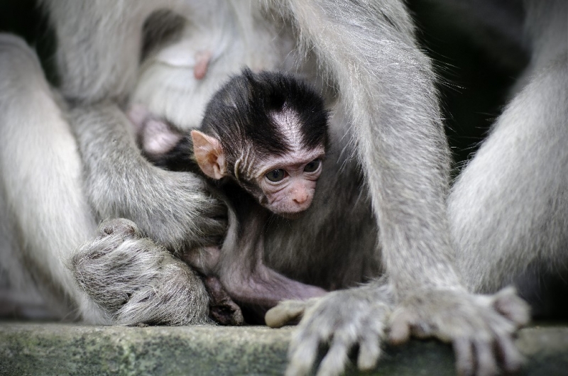 Ассоциации и фотовпечатления: Бали и капелька Ломбока