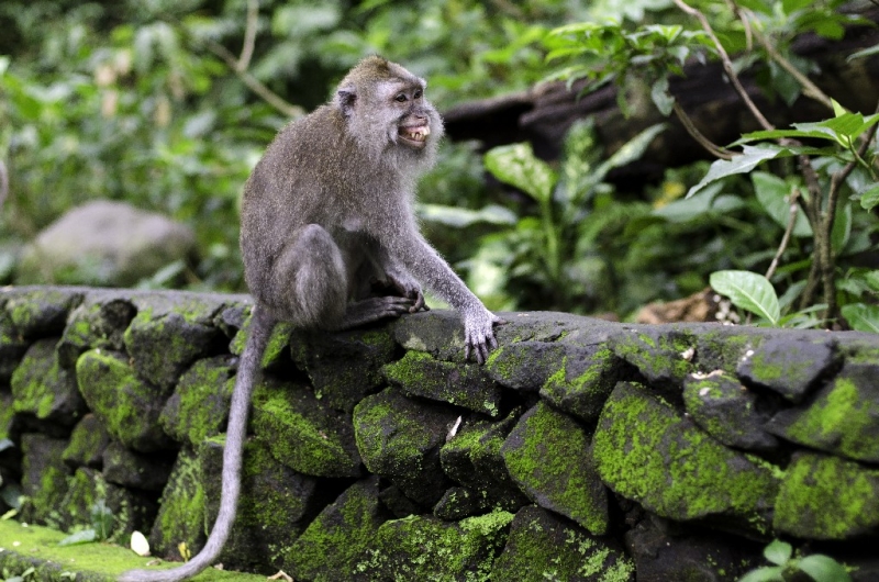 Ассоциации и фотовпечатления: Бали и капелька Ломбока