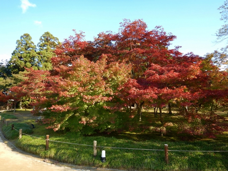 Момидзи 2015. Tokyo-Nikko-Hakone-Osaka-Kyoto-Nara-Himeji-Okayama-Kurashiki-Koyasan-Tokyo