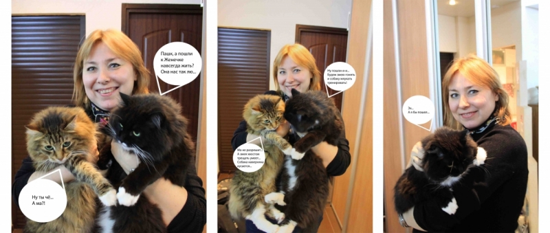 Поговорим о кошках38