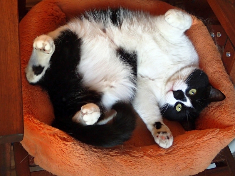 Поговорим о кошках38