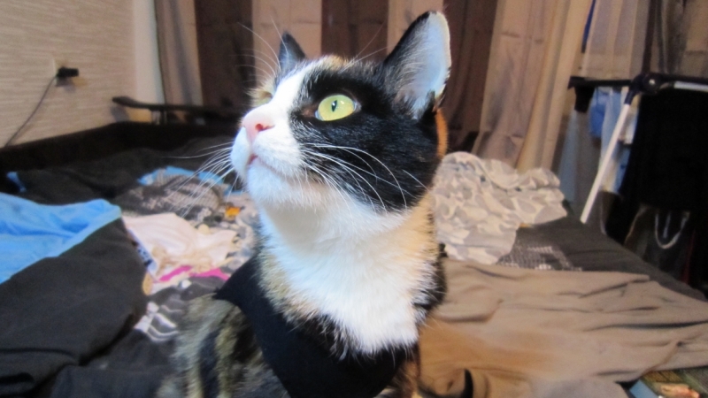 Поговорим о кошках38