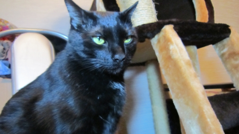 Поговорим о кошках38