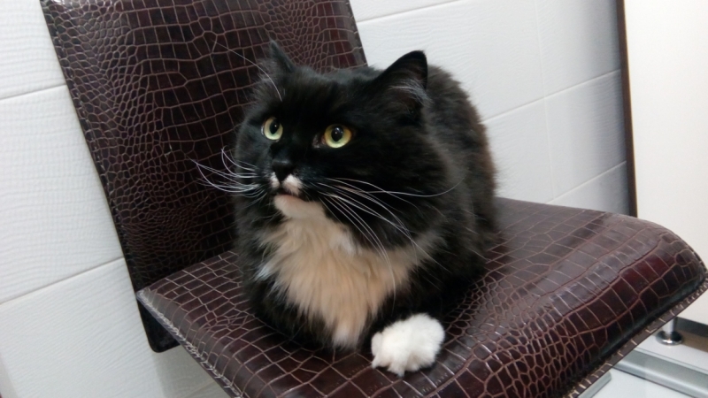 Поговорим о кошках38