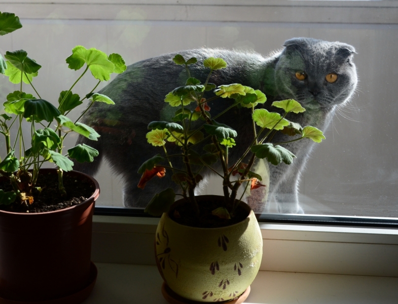 Поговорим о кошках38