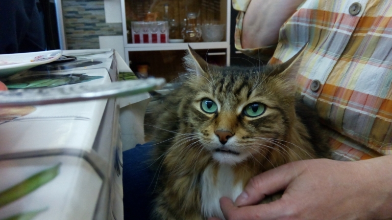 Поговорим о кошках38