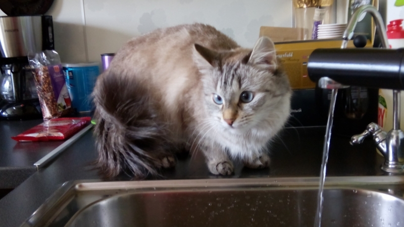 Поговорим о кошках38