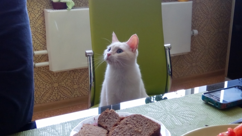 Поговорим о кошках38