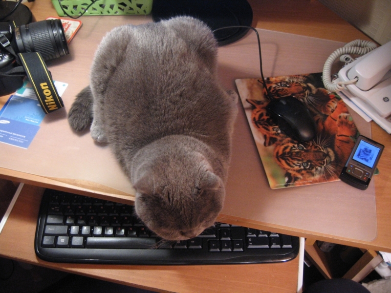 Поговорим о кошках38