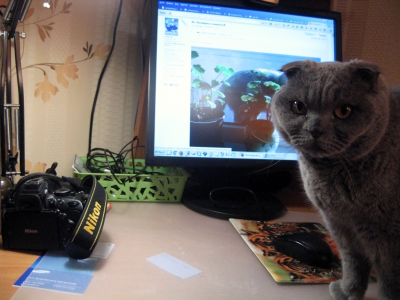 Поговорим о кошках38