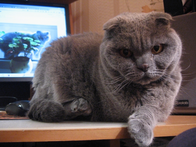 Поговорим о кошках38