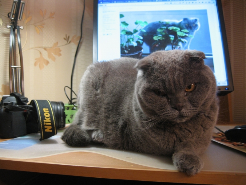 Поговорим о кошках38