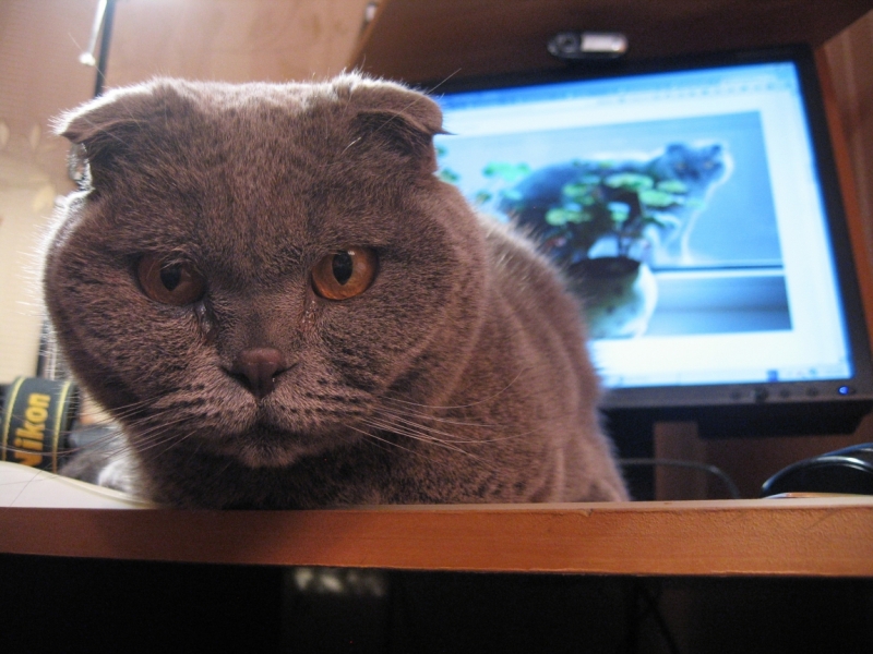 Поговорим о кошках38