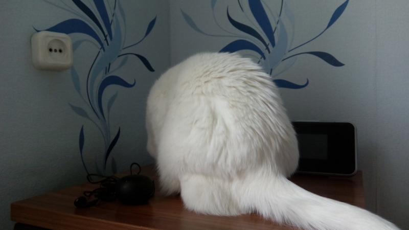 Поговорим о кошках38