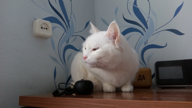 Поговорим о кошках38