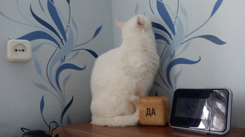 Поговорим о кошках38