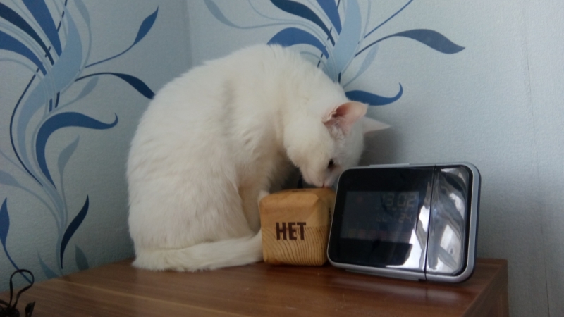 Поговорим о кошках38