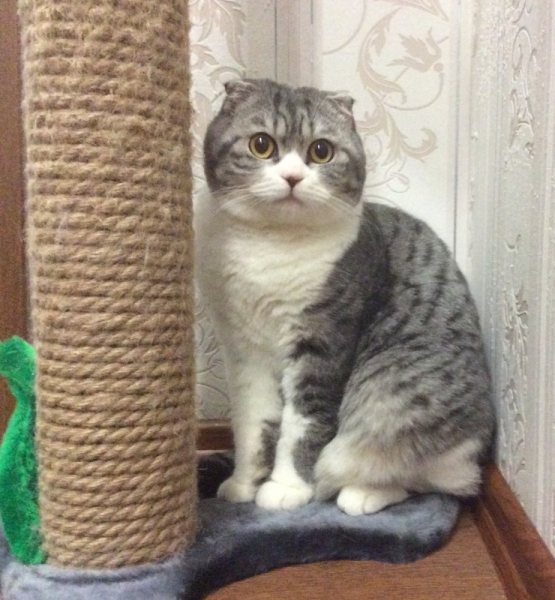 Поговорим о кошках38