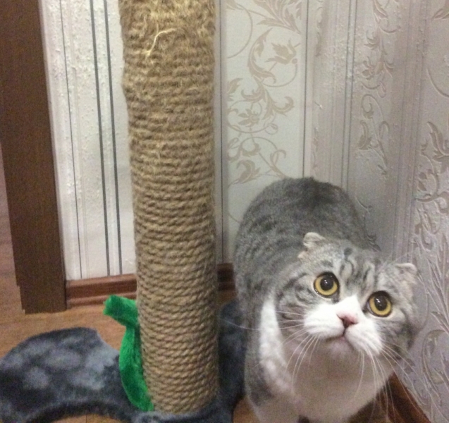 Поговорим о кошках38