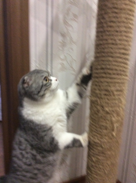 Поговорим о кошках38