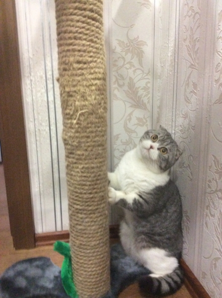 Поговорим о кошках38