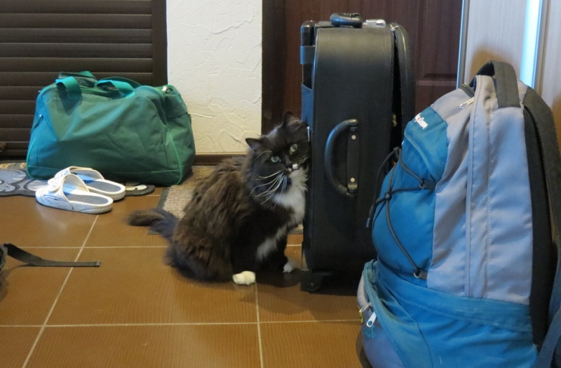 Поговорим о кошках38