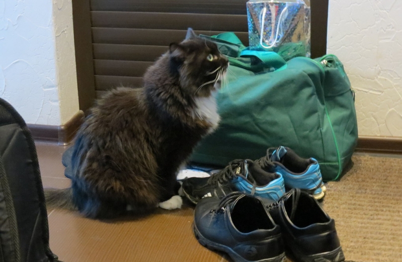 Поговорим о кошках38